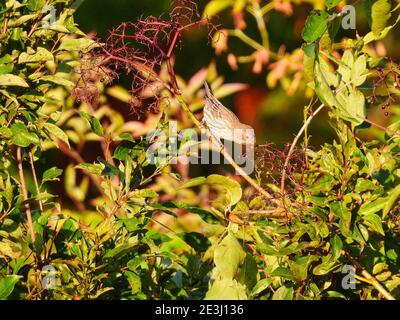 Femme Maison Finch oiseau perchée sur une branche de Brush à Le soleil du matin choisit les baies à côté d'elle Feuillage vert et fruits en arrière-plan Banque D'Images