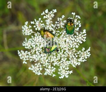 Le Chafer rose (Cetonia aurata) ou le coléoptère métallique mange du pollen sur les fleurs blanches le Viburnum rhytidophyllum Alleghany. Banque D'Images