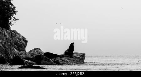 Une image en noir et blanc d'une silhouette de lion de mer Stellar (Eumetopias jubatus) sur une côte rocheuse par une journée nuageuse en Alaska. Banque D'Images