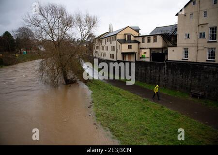 Un homme marche le long d'un chemin à côté de la rivière Severn qui est proche de déborder ses rives à Newtown, au centre du pays de Galles. Date de la photo: Mardi 19 janvier 2021. Banque D'Images