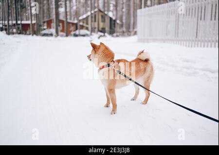Portrait d'un chien shiba inu rouge avec laisse noire en hiver sur la neige blanche sur le fond du pays maisons Banque D'Images