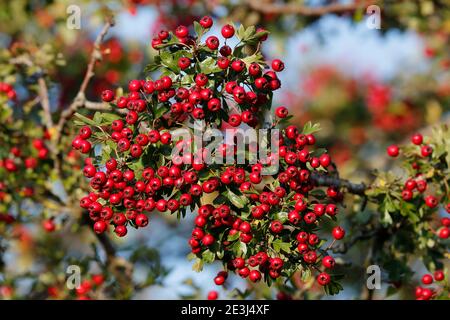 Les baies de Hawthorn (Crataegus) aux couleurs magnifiques sont une saison préférée nourriture pour les oiseaux Banque D'Images