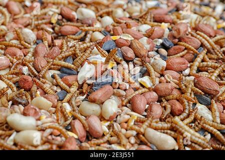 Nourriture pour oiseaux sauvages sur une table d'alimentation pour oiseaux. Banque D'Images