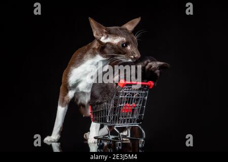 Chat oriental de mère sauvant petit chaton de la vente. Concept de protection des droits des animaux. Banque D'Images