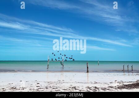 Oiseaux sur une belle plage dans l'île de Holbox dans la péninsule du Yucatan, Mexique Banque D'Images