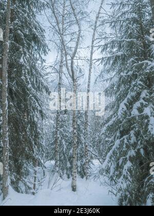 Arbres enneigés dans une forêt d'hiver. Les arbres sont couverts de neige fraîche dans un pays merveilleux d'hiver dans les alpes françaises. Banque D'Images