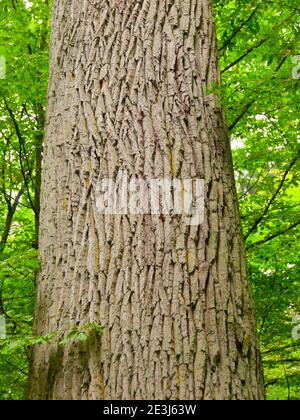 Vue détaillée du tronc d'arbre avec écorce rugueuse Banque D'Images