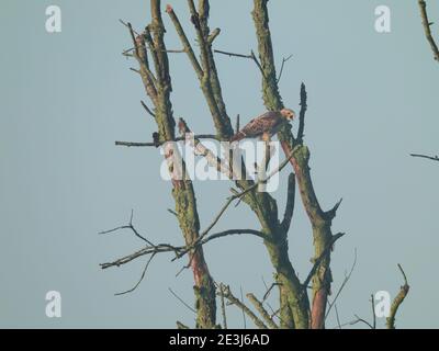 Chasse au faucon: Un oiseau de proie à queue rouge perchée en hauteur dans un arbre mort qui examine la chasse aux proies dans la prairie Banque D'Images