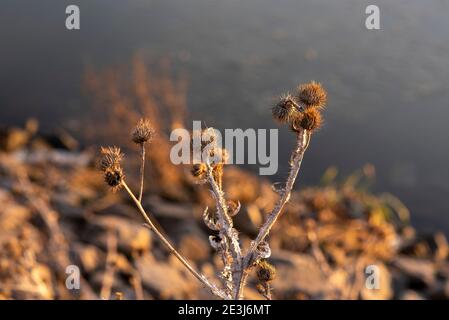 Wolmirstedt, Allemagne. 17 janvier 2021. Il y a des terdocks séchés le long du canal Mittelland. Credit: Stephan Schulz/dpa-Zentralbild/ZB/dpa/Alay Live News Banque D'Images