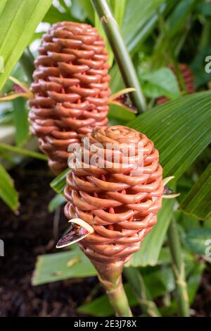 Fleurs qui poussent du côté de structures semblables à des ruches composées de bractées. Zingiber spectabile. Gingembre de ruche, millepertuis ou gingembre malaisien. Banque D'Images