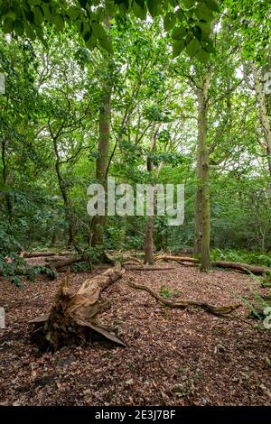 Le tronc d'arbre pourri, le Greenway à Crewe Cheshire Royaume-Uni Banque D'Images