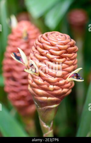 Fleurs qui poussent du côté de structures semblables à des ruches composées de bractées. Zingiber spectabile. Gingembre de ruche, millepertuis ou gingembre malaisien. Banque D'Images