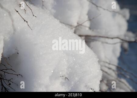 Une dérive de neige sur un arbre scintille avec des flocons de neige moelleux . Arrière-plan blanc d'hiver Banque D'Images