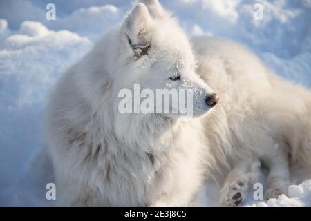Le chien blanc moelleux de la race Samoyed repose sur la neige blanche et propre. Banque D'Images