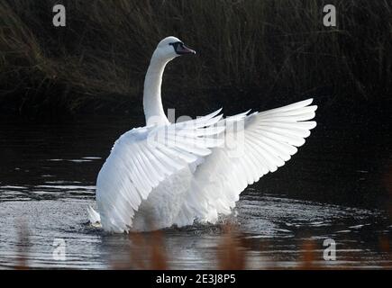 Muet cygne Cygnus Olor sur l'eau s'étirant et flipping ses ailes. Banque D'Images