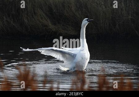 Muet cygne Cygnus Olor sur l'eau s'étirant et flipping ses ailes. Banque D'Images