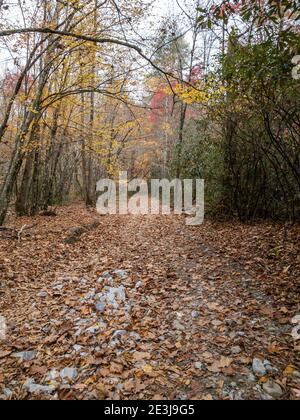 La vieille route s'est transformée en Trail en automne Banque D'Images