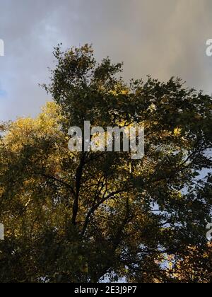 arbres ensoleillées mis en évidence contre un ciel sombre et nuageux Banque D'Images