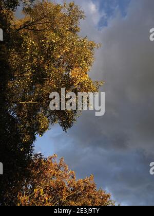 arbres ensoleillées mis en évidence contre un ciel sombre et nuageux Banque D'Images