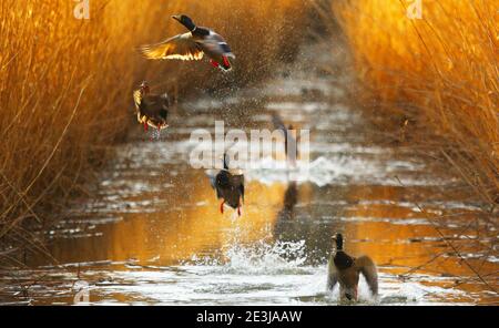 Des canards colverts qui s'envolent en hiver. La belle et spéciale photo de canard fonctionne également avec ses couleurs impressionnantes et le jeu de la netteté et du flou. Banque D'Images