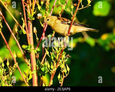 Oiseau sur le Goldenrod: Un oiseau d'or américain perché sur la tige d'une fleur sauvage de goldenrod au lever du soleil tôt le matin à l'aube manger le petit-déjeuner Banque D'Images