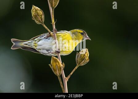 Siskin eurasien - Carduelis spinus, magnifique oiseau perching des forêts et jardins européens, Zlin, République tchèque. Banque D'Images