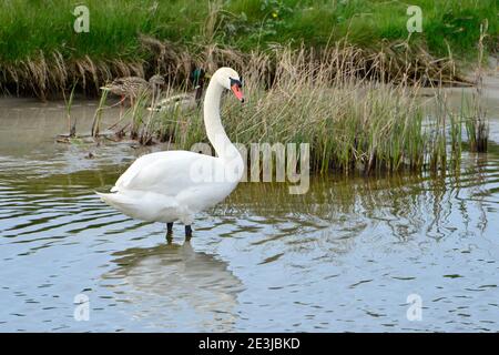 Zingst, Allemagne. 09e mai 2019. Un cygne se tient dans l'eau dans la Bodden sur la péninsule Fischland Darß Zingst dans le parc national Vorpommersche Boddenlandschaft. Credit: Volkmar Heinz/dpa-Zentralbild/ZB/dpa/Alay Live News Banque D'Images