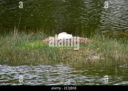 Zingst, Allemagne. 09e mai 2019. Un cygne se trouve dans son nid dans le Bodden sur la péninsule Fischland Darß Zingst dans le parc national Vorpommersche Boddenlandschaft. Credit: Volkmar Heinz/dpa-Zentralbild/ZB/dpa/Alay Live News Banque D'Images