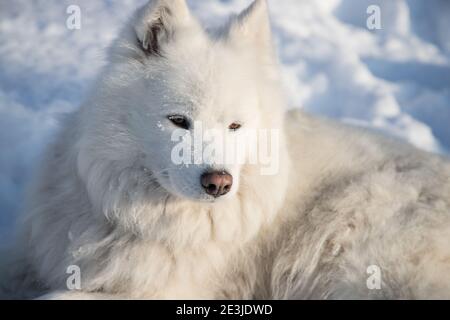 Un chien doux et blanc de Samoyed repose sur la neige pure et blanche. Banque D'Images