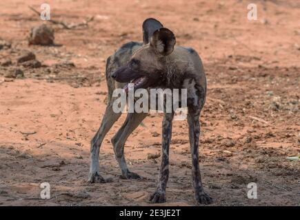 Chien sauvage africain, Lycaon pictus, dans le delta de l'Okavango - Moremi Game Park, Botswana Banque D'Images