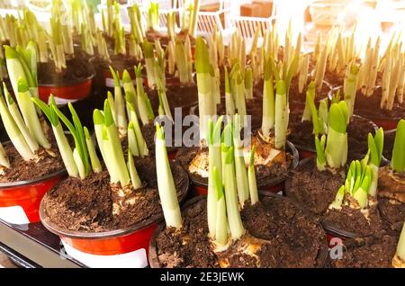 Beaucoup de bulbes de jonquilles avec des pousses dans des pots à grain, forçant les usines dans des serres à vendre. Industrie agricole Banque D'Images