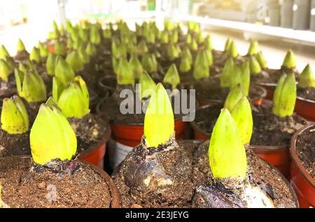 Beaucoup de bulbes de jacinthe avec des pousses dans des pots à grain, forçant les plantes dans des serres pour la vente. Industrie agricole Banque D'Images