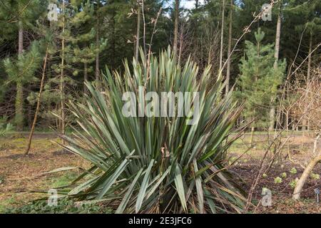 Feuillages d'hiver d'un lin Evergreen de Nouvelle-Zélande ou commun Lys de lin (Phormium tenax) Avec des sapins de Douglas en arrière-plan dans une forêt Jardin Banque D'Images