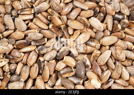 Tas de graines de chardon béni - Silybum marianum - gros plan par le dessus Banque D'Images
