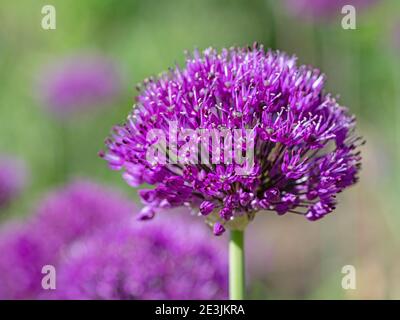Fleur ornement allium, allium, en gros plan Banque D'Images
