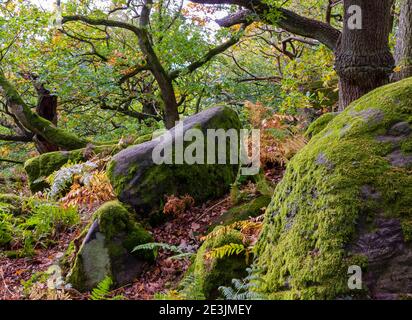 Arbres d'automne dans les bois en octobre paysage près de Beeley Moor Près de Bakewell dans le parc national de Peak District Derbyshire England ROYAUME-UNI Banque D'Images