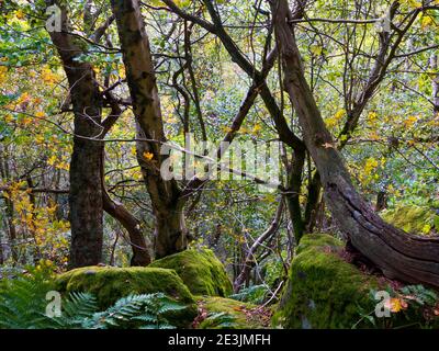 Arbres d'automne dans les bois en octobre paysage près de Beeley Moor Près de Bakewell dans le parc national de Peak District Derbyshire England ROYAUME-UNI Banque D'Images