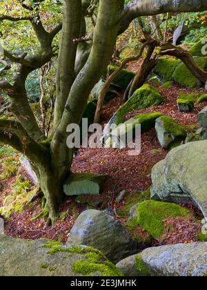 Arbres d'automne dans les bois en octobre paysage près de Beeley Moor Près de Bakewell dans le parc national de Peak District Derbyshire England ROYAUME-UNI Banque D'Images