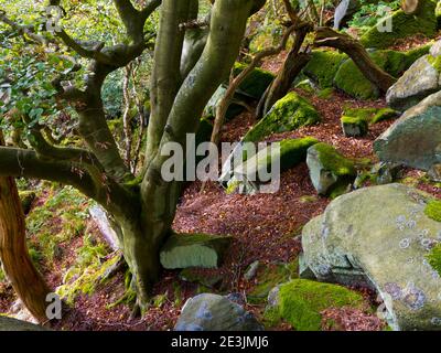 Arbres en octobre paysage à Beeley Moor près de Bakewell in Parc national du Peak District Derbyshire, Angleterre, Royaume-Uni Banque D'Images