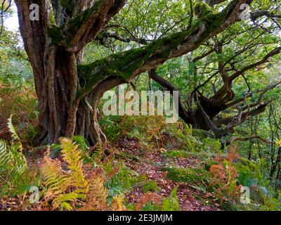 Arbres d'automne dans les bois en octobre paysage près de Beeley Moor Près de Bakewell dans le parc national de Peak District Derbyshire England ROYAUME-UNI Banque D'Images