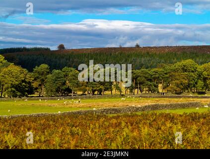 Paysage d'octobre à Beeley Moor près de Bakewell dans le Peak District National Park Derbyshire Angleterre Royaume-Uni Banque D'Images