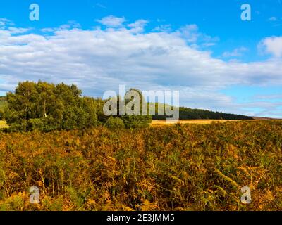 Paysage d'octobre à Beeley Moor près de Bakewell dans le Peak District National Park Derbyshire Angleterre Royaume-Uni Banque D'Images