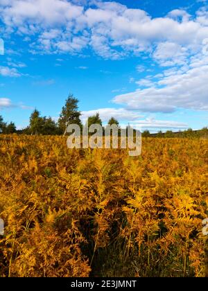 Paysage d'octobre à Beeley Moor près de Bakewell dans le Peak District National Park Derbyshire Angleterre Royaume-Uni Banque D'Images