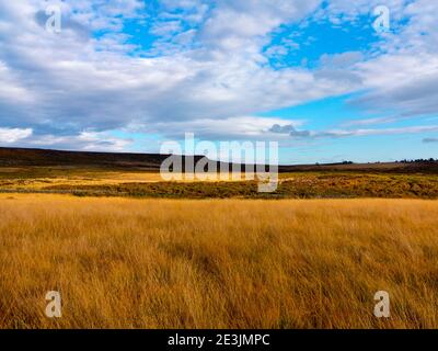 Paysage d'octobre à Beeley Moor près de Bakewell dans le Peak District National Park Derbyshire Angleterre Royaume-Uni Banque D'Images