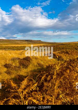 Paysage d'octobre à Beeley Moor près de Bakewell dans le Peak District National Park Derbyshire Angleterre Royaume-Uni Banque D'Images