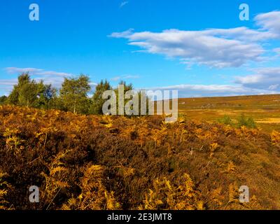 Paysage d'octobre à Beeley Moor près de Bakewell dans le Peak District National Park Derbyshire Angleterre Royaume-Uni Banque D'Images