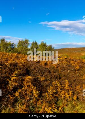 Paysage d'octobre à Beeley Moor près de Bakewell dans le Peak District National Park Derbyshire Angleterre Royaume-Uni Banque D'Images