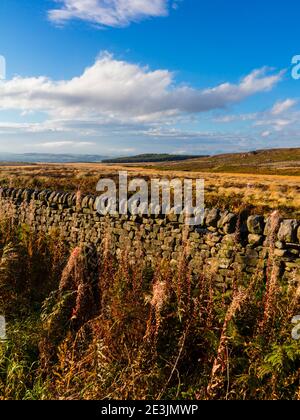 Mur de Drystone et paysage d'octobre à Beeley Moor près de Bakewell Dans le parc national de Peak District Derbyshire Angleterre Royaume-Uni Banque D'Images