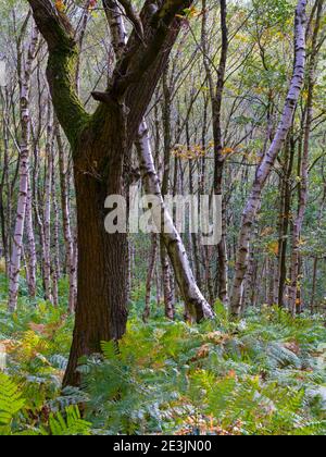 Début de l'automne arbres dans le bois de Bow une région de bois Près de Lea dans le Derbyshire Peak District Angleterre Royaume-Uni Banque D'Images