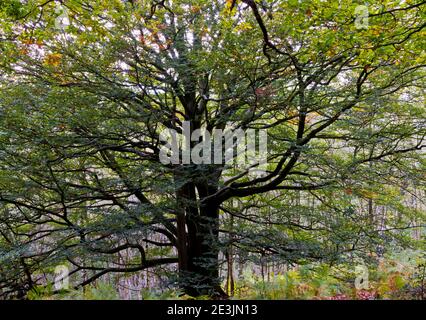 Début de l'automne arbres dans le bois de Bow une région de bois Près de Lea dans le Derbyshire Peak District Angleterre Royaume-Uni Banque D'Images